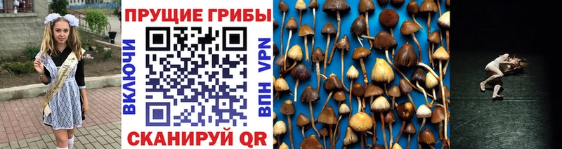 Псилоцибиновые грибы Psilocybine cubensis  магазин продажи наркотиков  Шенкурск 